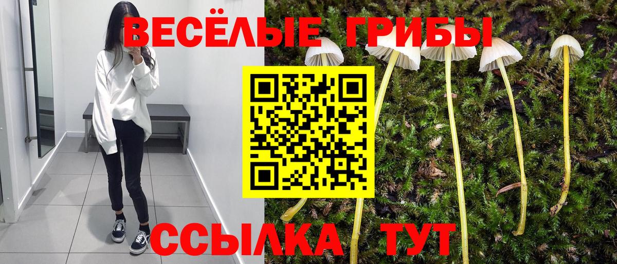 Галлюциногенные грибы Psilocybe  цена   Губкин  Вход с VPN 